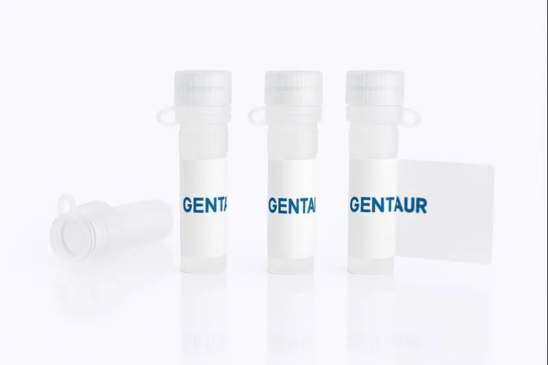 CD82, Human (HEK293, His)